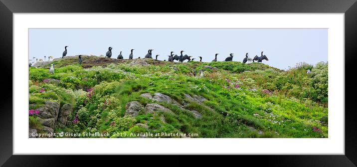 Birdwatching in front of Andenes Framed Mounted Print by Gisela Scheffbuch