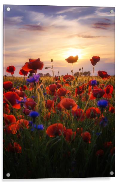 Poppies Sun Acrylic by Steffen Gierok-Latniak