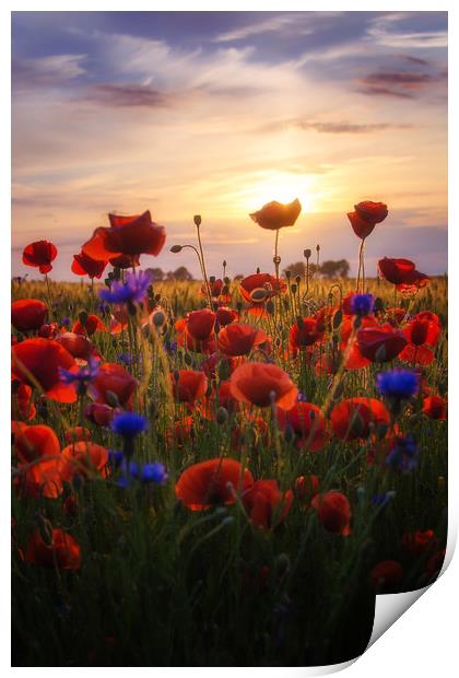 Poppies Sun Print by Steffen Gierok-Latniak