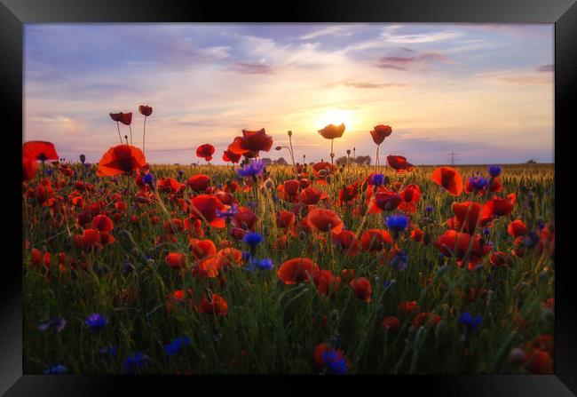 Poppies Sunset Framed Print by Steffen Gierok-Latniak