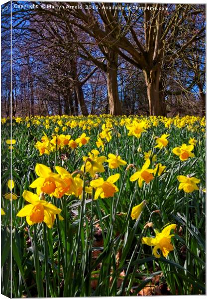 Spring Daffodils (Narcissus) Canvas Print by Martyn Arnold