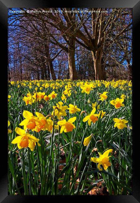 Spring Daffodils (Narcissus) Framed Print by Martyn Arnold