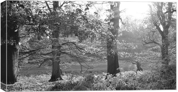 sunlit glade Canvas Print by Dawn Cox