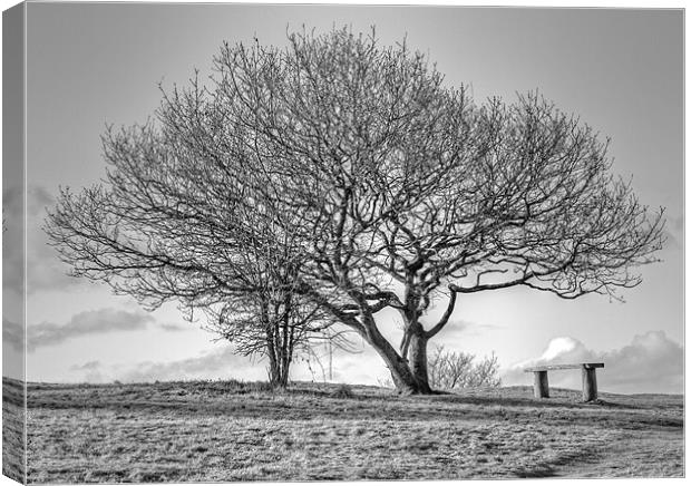 Tree in English Countryside Canvas Print by Mike Gorton