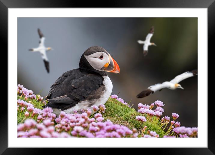 Atlantic Puffin Watching Soaring Gannets Framed Mounted Print by Arterra 