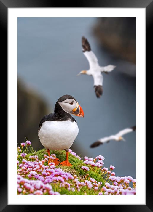 Puffin and Soaring Gannets in Scotland Framed Mounted Print by Arterra 