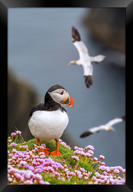 Puffin and Soaring Gannets in Scotland Framed Print by Arterra 