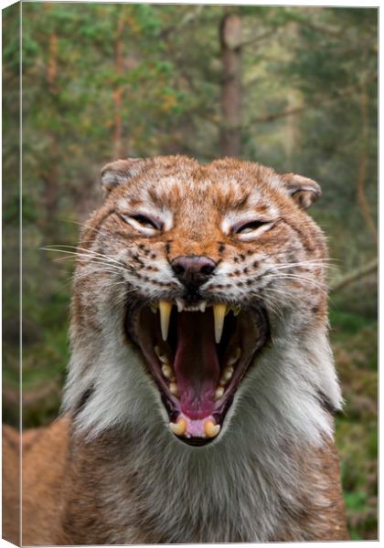 Hissing Lynx in Forest Canvas Print by Arterra 