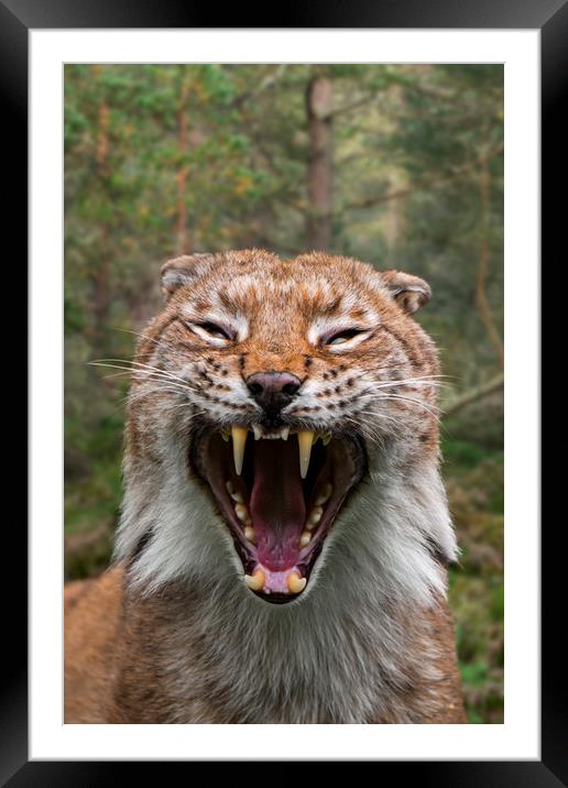 Hissing Lynx in Forest Framed Mounted Print by Arterra 