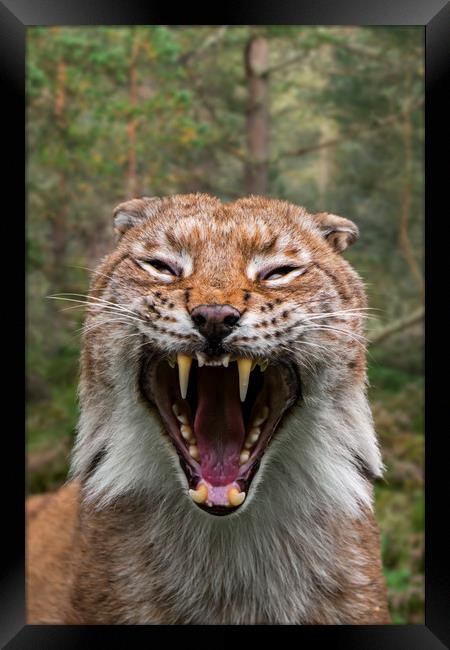 Hissing Lynx in Forest Framed Print by Arterra 