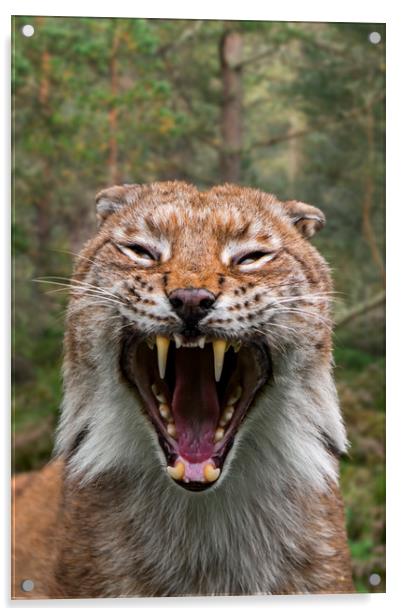 Hissing Lynx in Forest Acrylic by Arterra 