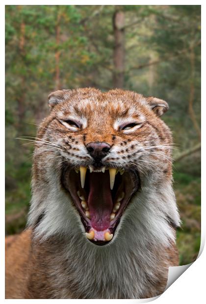 Hissing Lynx in Forest Print by Arterra 