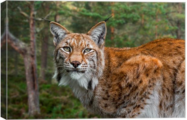 Eurasian Lynx in Forest Canvas Print by Arterra 