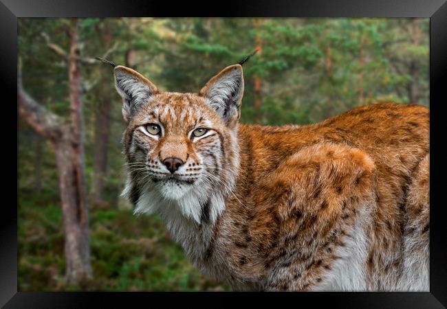 Eurasian Lynx in Forest Framed Print by Arterra 