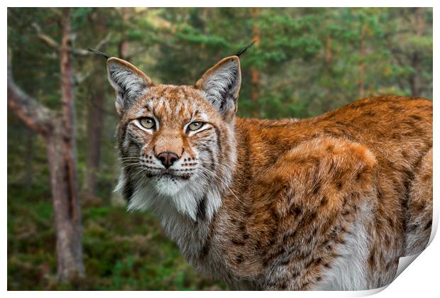 Eurasian Lynx in Forest Print by Arterra 