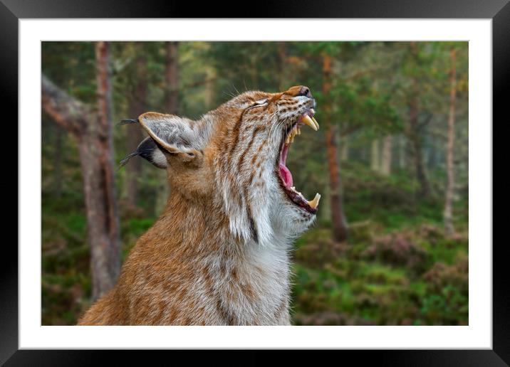 European Lynx Calling in Forest Framed Mounted Print by Arterra 