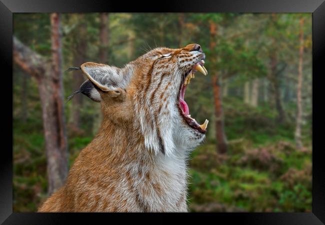European Lynx Calling in Forest Framed Print by Arterra 