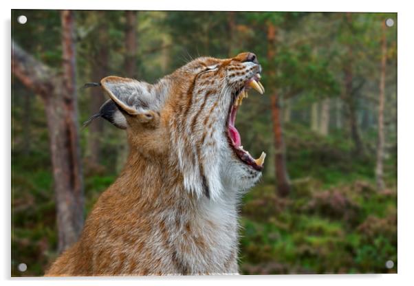 European Lynx Calling in Forest Acrylic by Arterra 