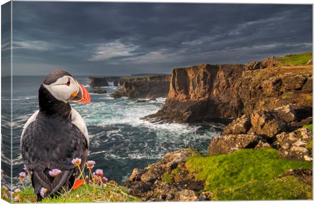 Puffin Watching Shetland Coast Canvas Print by Arterra 
