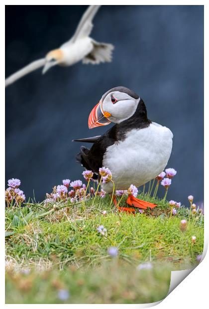 Atlantic Puffin and Flying Gannet Print by Arterra 