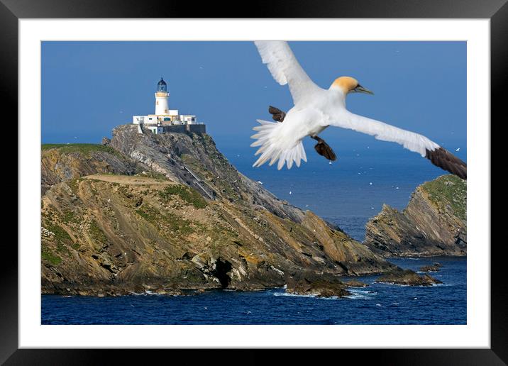 Muckle Flugga Lighthouse and Gannet, Shetland Framed Mounted Print by Arterra 