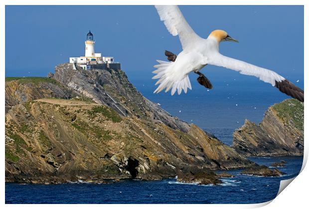 Muckle Flugga Lighthouse and Gannet, Shetland Print by Arterra 