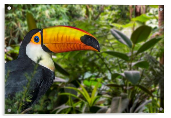 Giant Toucan in Jungle Acrylic by Arterra 