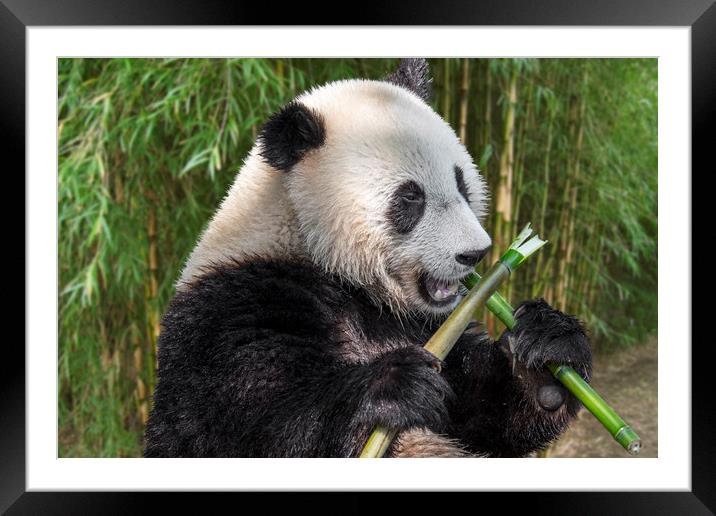 Cute Panda Bear Eating Bamboo in Forest Framed Mounted Print by Arterra 