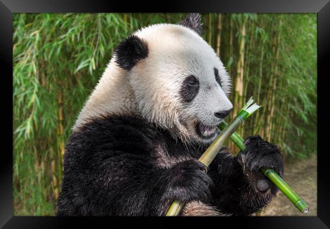 Cute Panda Bear Eating Bamboo in Forest Framed Print by Arterra 