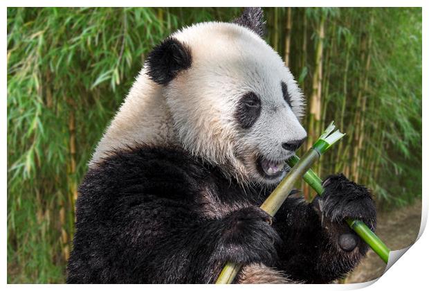 Cute Panda Bear Eating Bamboo in Forest Print by Arterra 