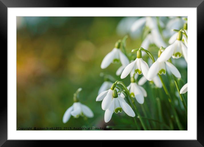 Snowdrop flowers with blurred copy space Framed Mounted Print by Simon Bratt LRPS