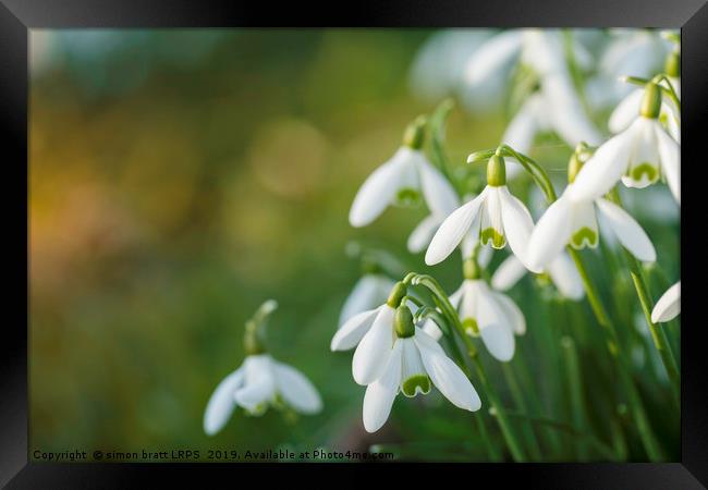 Snowdrop flowers with blurred copy space Framed Print by Simon Bratt LRPS