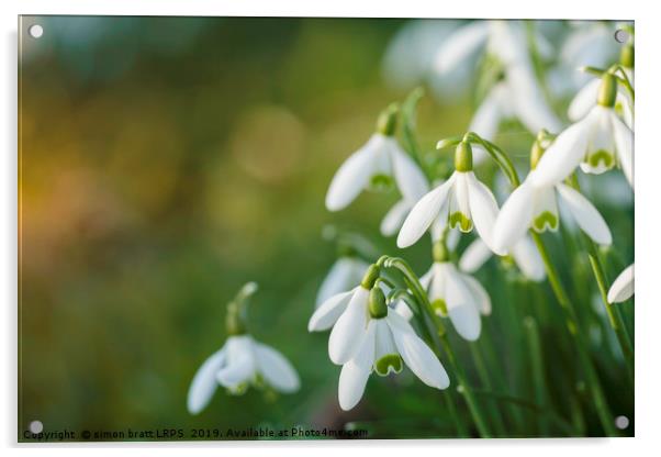Snowdrop flowers with blurred copy space Acrylic by Simon Bratt LRPS