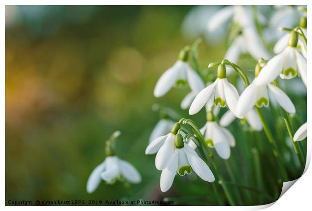 Snowdrop flowers with blurred copy space Print by Simon Bratt LRPS