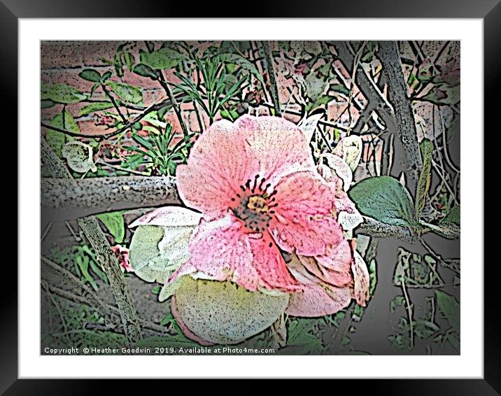 Blossom Framed Mounted Print by Heather Goodwin