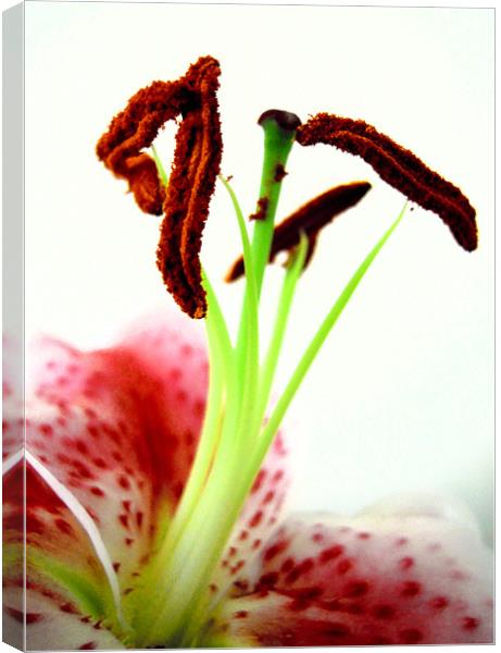 pink lily Canvas Print by Heather Newton