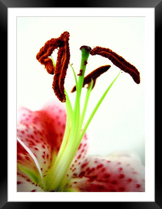 pink lily Framed Mounted Print by Heather Newton