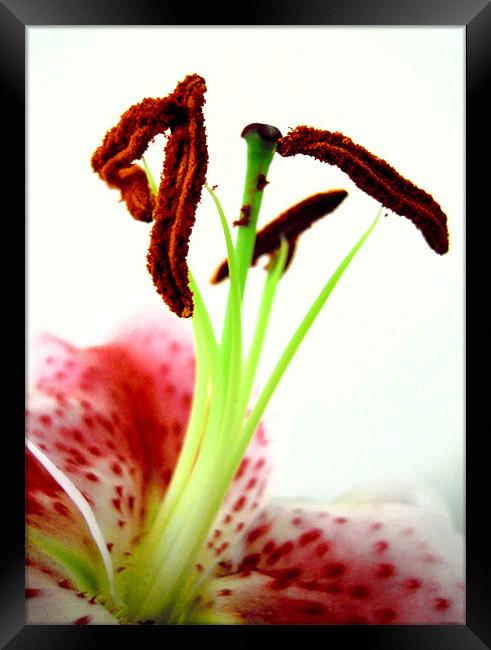 pink lily Framed Print by Heather Newton