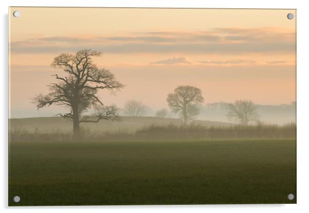 morning mist Acrylic by Jason Thompson