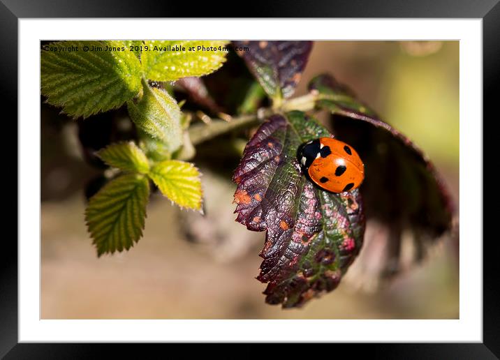 Ladybird welcoming in Spring. Framed Mounted Print by Jim Jones