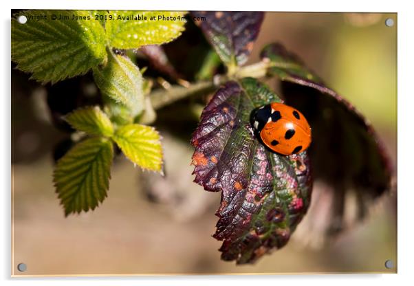 Ladybird welcoming in Spring. Acrylic by Jim Jones