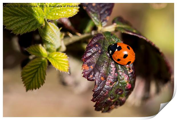 Ladybird welcoming in Spring. Print by Jim Jones