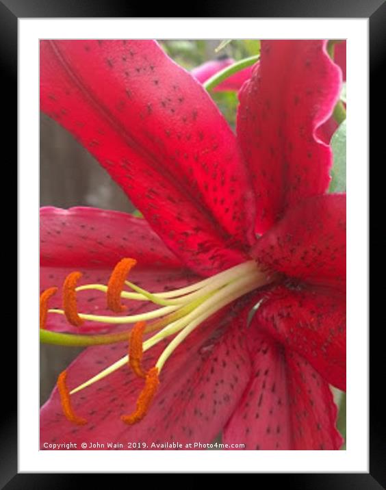 Red Lily Digital Art Framed Mounted Print by John Wain