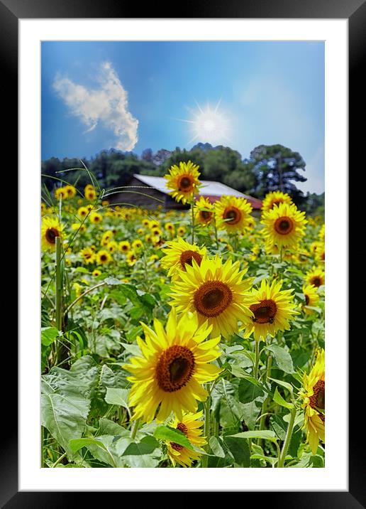 Bright Sunflowers Under Nice Skies Framed Mounted Print by Darryl Brooks
