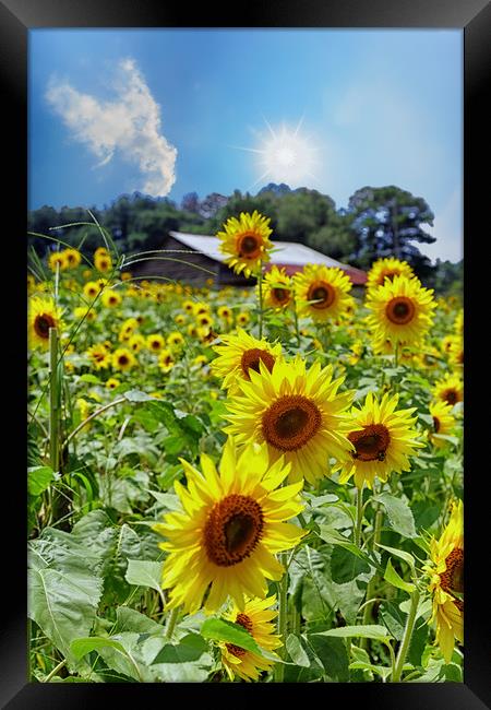 Bright Sunflowers Under Nice Skies Framed Print by Darryl Brooks