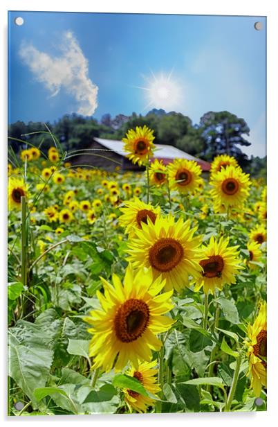 Bright Sunflowers Under Nice Skies Acrylic by Darryl Brooks