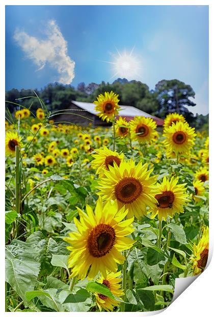 Bright Sunflowers Under Nice Skies Print by Darryl Brooks