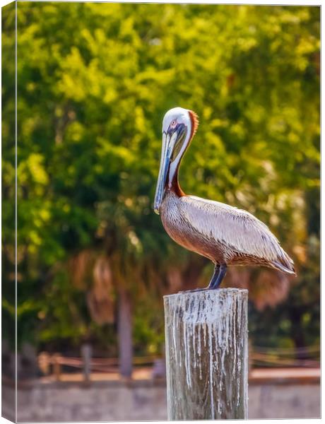 Pelican Perched on Post Canvas Print by Darryl Brooks