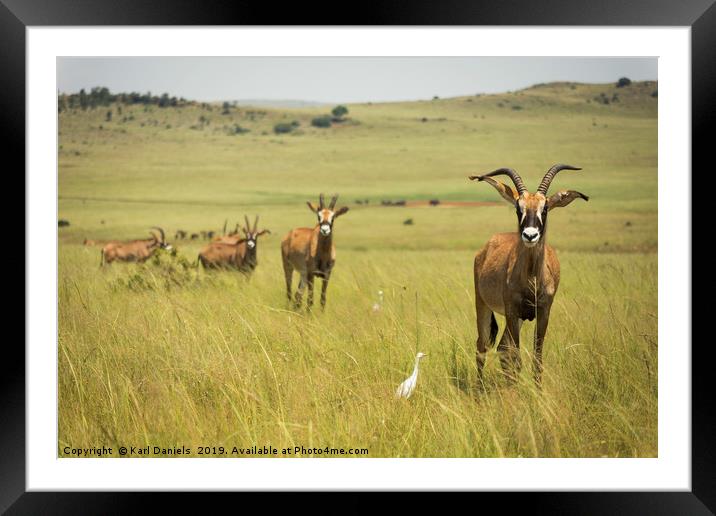Roan Antelope on Africa Savannah  Framed Mounted Print by Karl Daniels