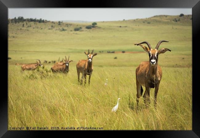 Roan Antelope on Africa Savannah  Framed Print by Karl Daniels